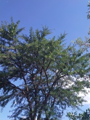 Vachellia robusta