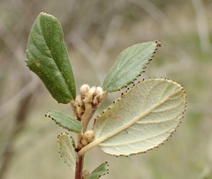 Ceanothus tomentosus olivaceus