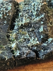 Physcia dimidiata