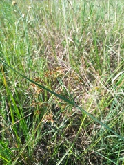 Cyperus denudatus
