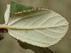 Ceanothus tomentosus olivaceus