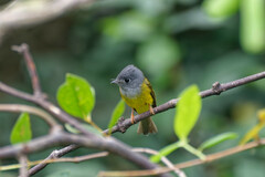 Culicicapa ceylonensis