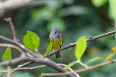 Culicicapa ceylonensis