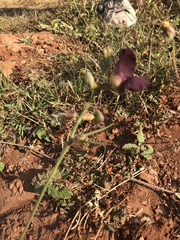 Macroptilium atropurpureum