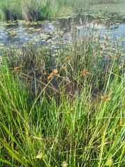 Cyperus polystachyos polystachyos