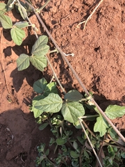 Macroptilium atropurpureum