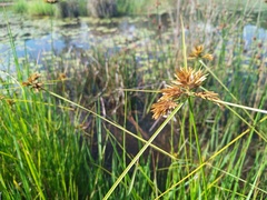 Cyperus polystachyos polystachyos