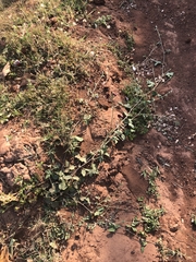 Macroptilium atropurpureum