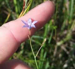 Wahlenbergia virgata