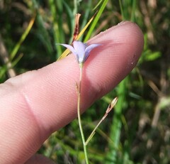 Wahlenbergia virgata