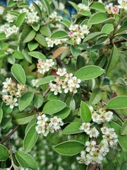 Cotoneaster pannosus