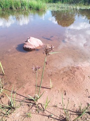 Cyperus nitidus