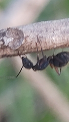 Camponotus rufipes