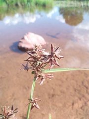 Cyperus nitidus