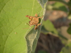 Abisares viridipennis
