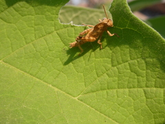 Abisares viridipennis