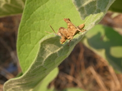 Abisares viridipennis