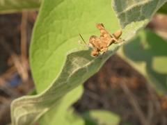Abisares viridipennis