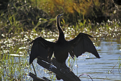 Anhinga rufa rufa