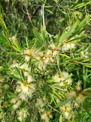 Melaleuca linariifolia