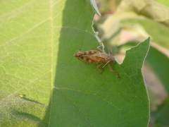 Abisares viridipennis