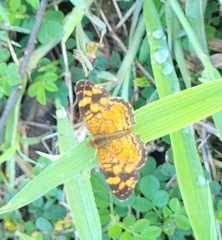 Anthanassa frisia
