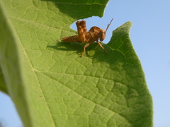 Abisares viridipennis
