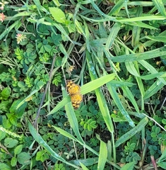 Anthanassa frisia