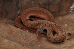 Storeria storerioides