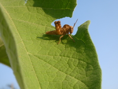 Abisares viridipennis