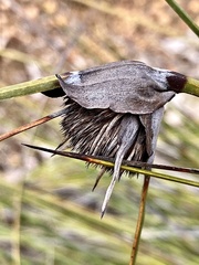 Mesomelaena tetragona