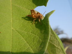 Abisares viridipennis