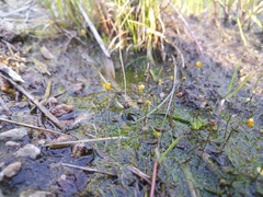 Utricularia subulata