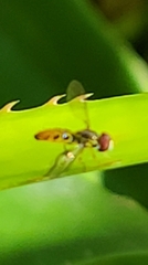 Syrphinae