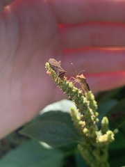 Anasa scorbutica