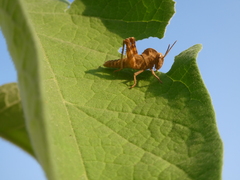 Abisares viridipennis
