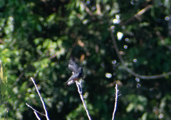 Chelidoptera tenebrosa