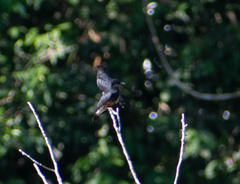 Chelidoptera tenebrosa