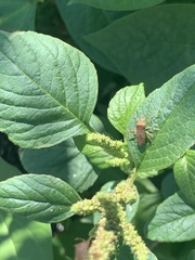 Anasa scorbutica