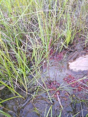Drosera burkeana