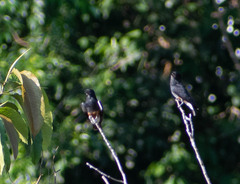 Chelidoptera tenebrosa