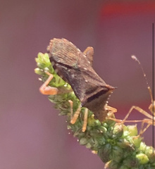 Anasa scorbutica