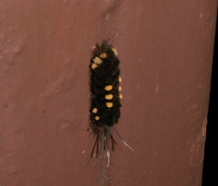 Gymnelia
