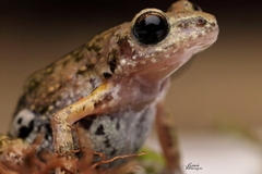 Eleutherodactylus nitidus