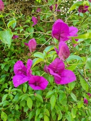 Bougainvillea glabra