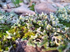 Selaginella dregei