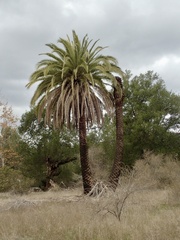 Phoenix canariensis