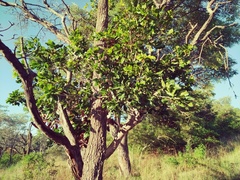 Ochna pulchra