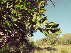 Ochna pulchra