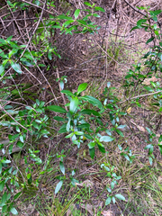 Coprosma robusta